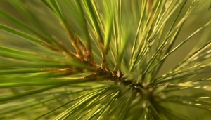 If you forget your toothbrush while camping, you can grab a tuft of pine needles and give your teeth a good scrubbing. That's what our ancestors did!