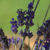 Essential Oils in Dental Products and Practice