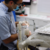 dental specialist